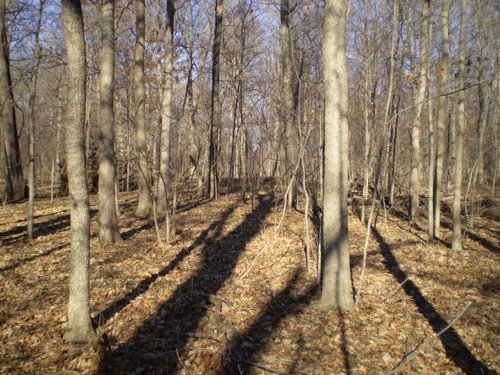 Property photo 23 - 159 Acres Offered in 7 Tracts